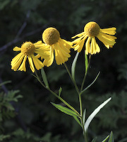 Sneezeweed (Helenium autumnale)