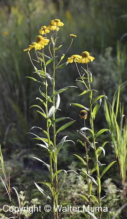 Sneezeweed (Helenium autumnale) plant