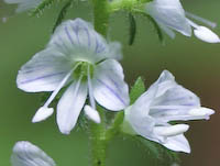 Speedwell, Common (Veronica officinalis) flowers