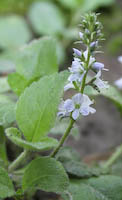 Speedwell, Common (Veronica officinalis)