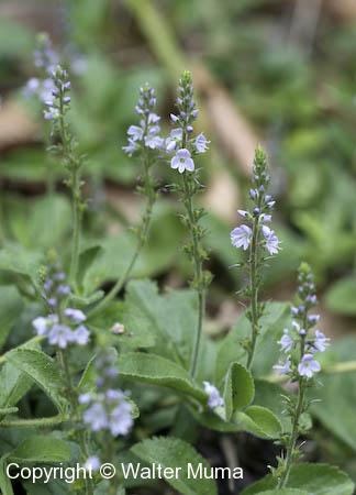 Common Speedwell (Veronica officinalis)