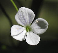 Speedwell, Marsh (Veronica scutellata) flowers