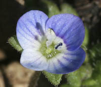Speedwell, Slender (Veronica filiformis) flowers