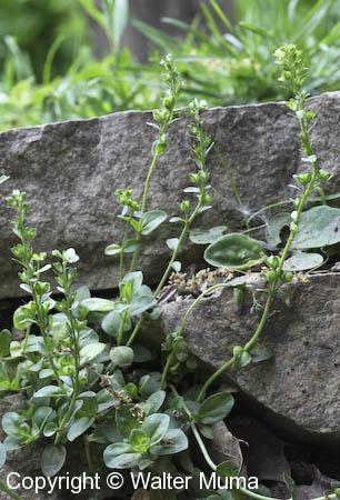 Thyme-leaved Speedwell (Veronica serpyllifolia)