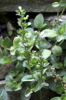 Speedwell, Thyme-leaved (Veronica serpyllifolia)