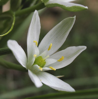 Star-of-Bethlehem (Ornithogalum umbellatum) flowers