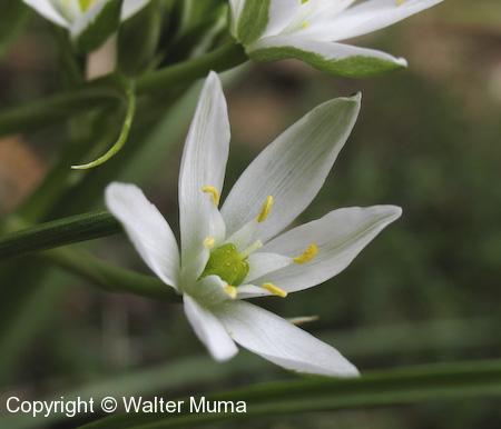 Star-of-Bethlehem (Ornithogalum umbellatum) flower