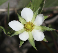Strawberry, Wild (Fragaria virginiana) flowers