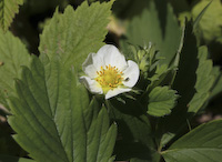 Strawberry, Wild (Fragaria virginiana)