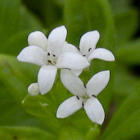 Woodruff, Sweet (Galium odoratum) flowers