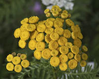 Tansy (Tanacetum vulgare) flowers