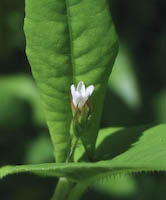 Tearthumb, Arrow-leaved (Persicaria sagittata) flowers