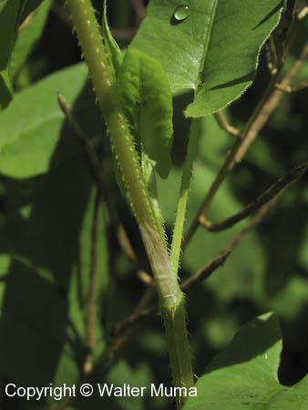 Arrow-leaved Tearthumb (Persicaria sagittata)