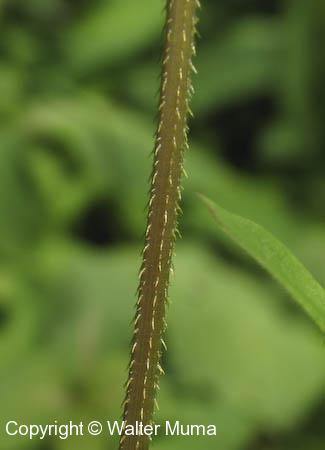 Arrow-leaved Tearthumb (Persicaria sagittata)