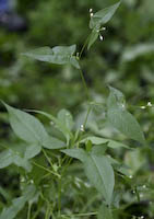 Tearthumb, Halberd-leaved (Persicaria arifolia)