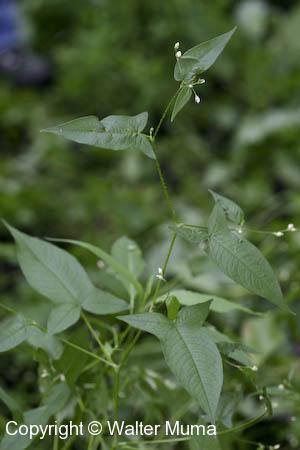Halberd-leaved Tearthumb (Persicaria arifolia)
