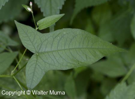 Halberd-leaved Tearthumb (Persicaria arifolia)