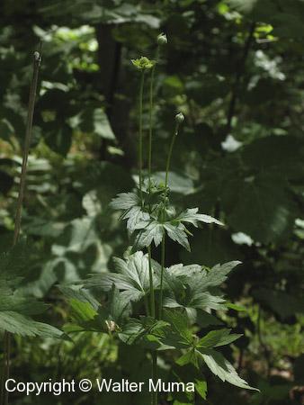 Thimbleweed (Anemone virginiana)