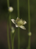 Thimbleweed (Anemone virginiana)
