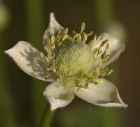 Thimbleweed (Anemone virginiana) flowers