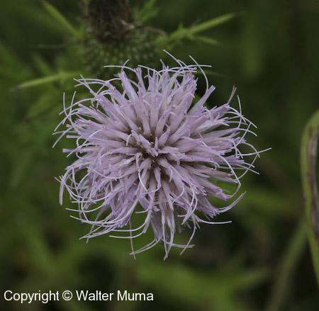 Field Thistle (Cirsium discolor)