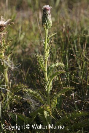 Hill's Thistle (Cirsium pumilum)