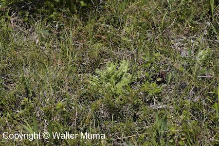 Hill's Thistle (Cirsium pumilum)