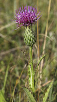 Thistle, Hill's