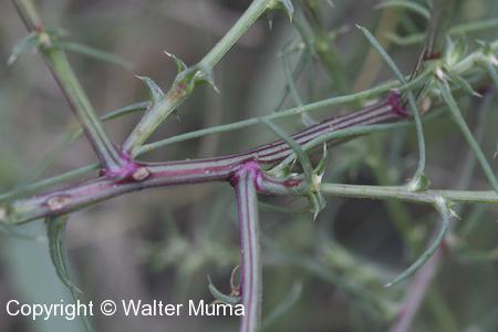 Common Saltwort (Salsola tragus) stem