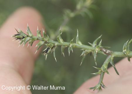 Common Saltwort (Salsola tragus) branch