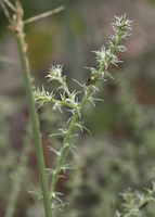 Saltwort, Common (Salsola tragus)