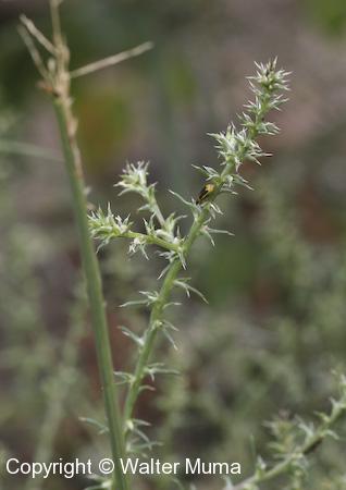 Common Saltwort (Salsola tragus) plant