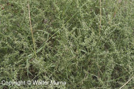 Common Saltwort (Salsola tragus) plants
