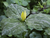 Trillium, Yellow (Trillium luteum) flowers