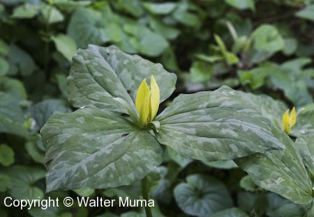 Yellow Trillium (Trillium luteum) flower