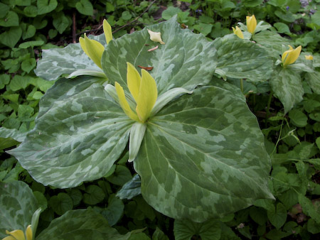 Yellow Trillium (Trillium luteum) plant
