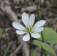 Twinleaf (Jeffersonia diphylla) flowers