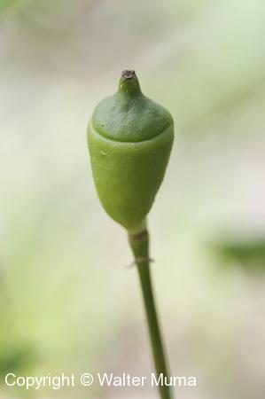 Twinleaf (Jeffersonia diphylla)