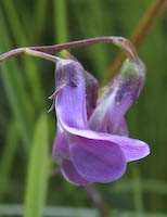 Vetchling, Marsh (Lathyrus palustris) flowers
