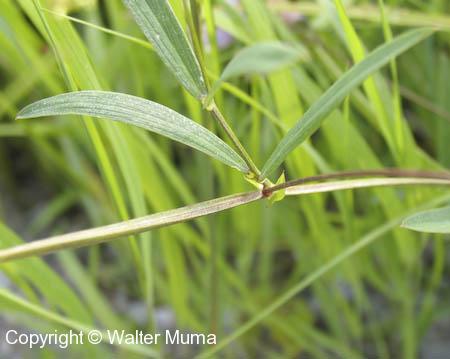 Marsh Vetchling (Lathyrus palustris)
