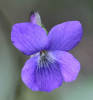 Violet, Arrow-leaved (Viola sagittata) flowers