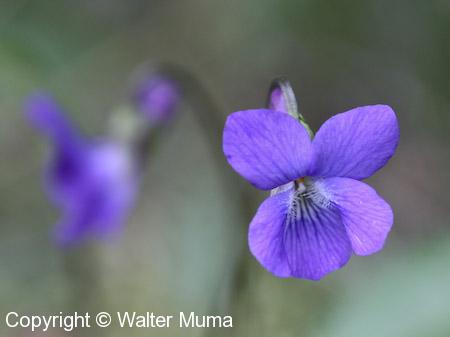 Arrow-leaved Violet (Viola sagittata)