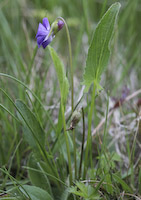 Violet, Arrow-leaved (Viola sagittata)