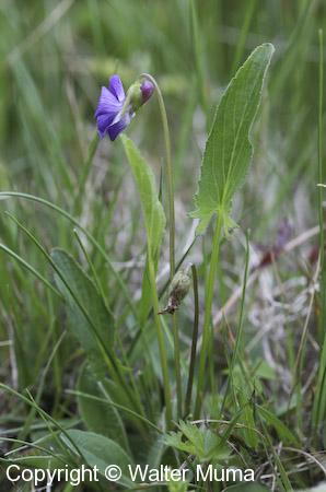 Arrow-leaved Violet (Viola sagittata)