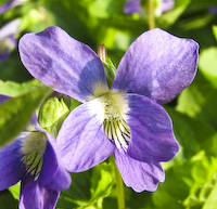Violet, Common Blue (Viola papilionacea) flowers