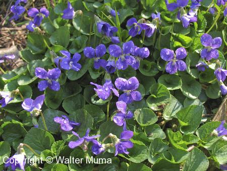 Woolly Blue Violet (Viola sororia) flowers