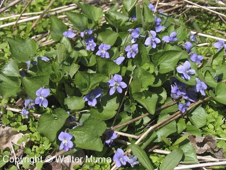 Woolly Blue Violet (Viola sororia) plants