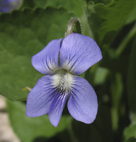 Violet, Woolly Blue (Viola sororia) flowers