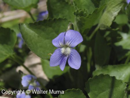 Woolly Blue Violet (Viola sororia) flower