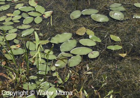Water Shield (Brasenia schreberi)